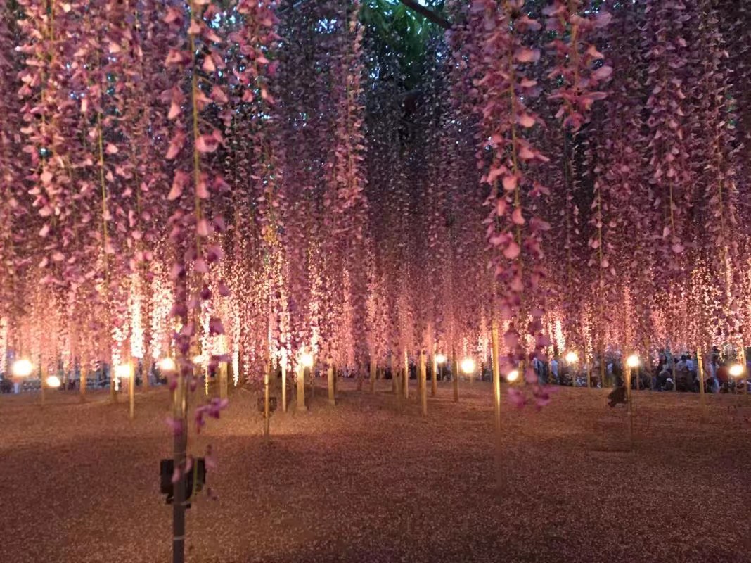 日本眼中的紫藤,最经典的日系紫藤