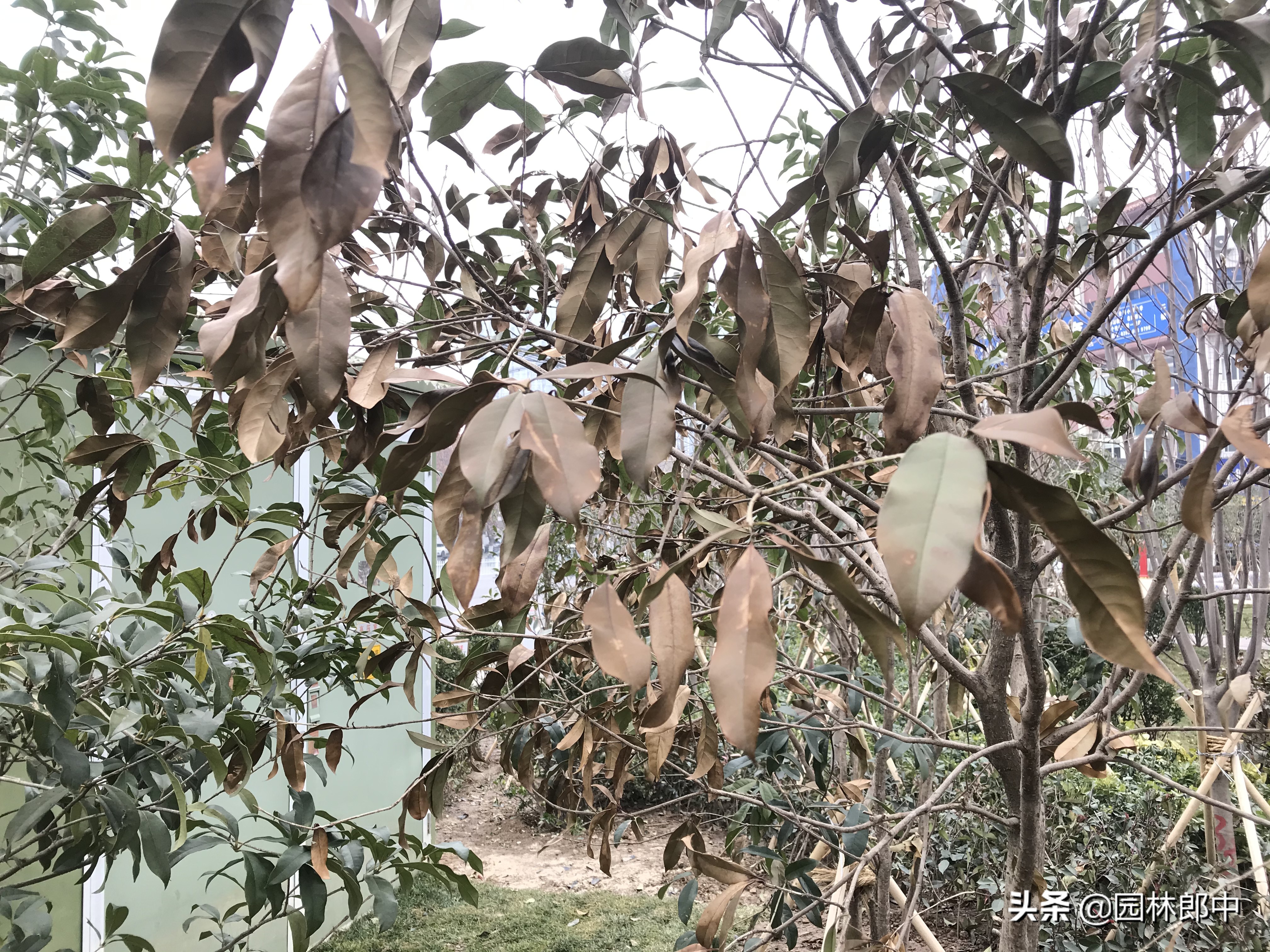 苗木冻伤了怎么补救,苗木受冷怎么补救