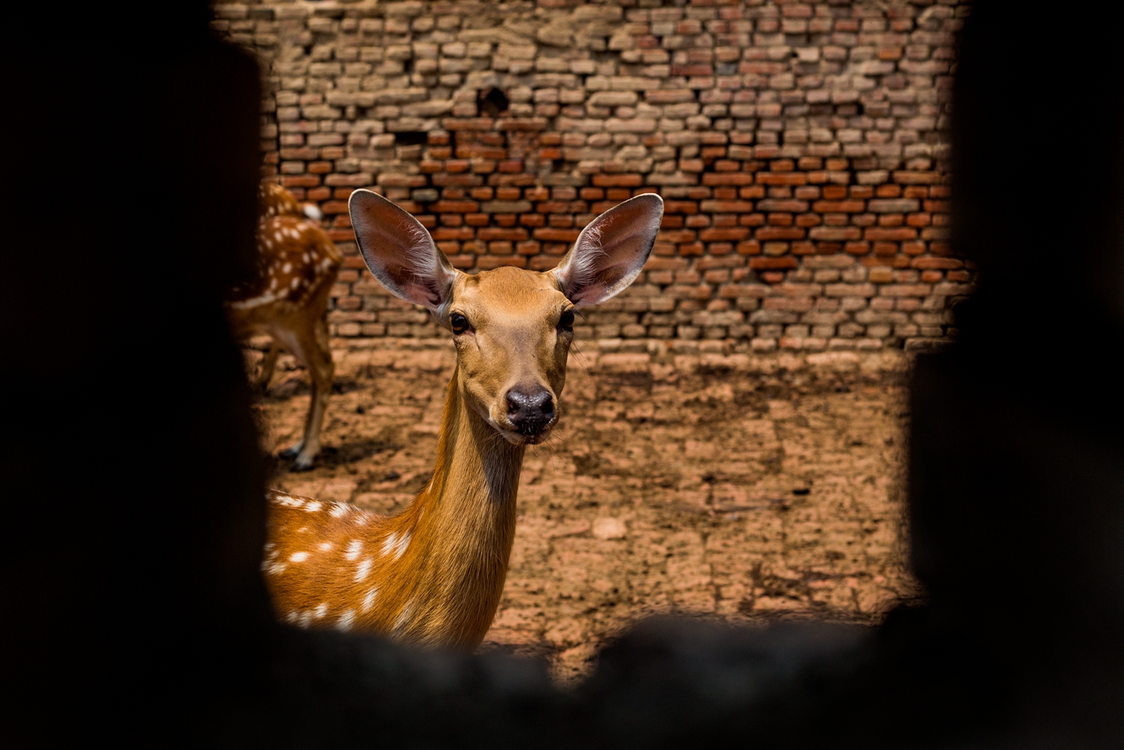 山东邹平市:退役军人夏方刚靠养殖梅花鹿走上致富路