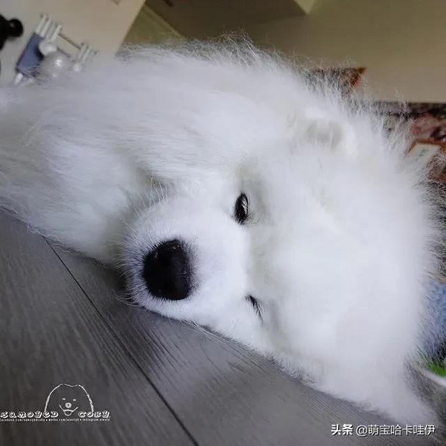 萨摩耶和柯基谁长得大,萨摩耶和柯基哪个长得大