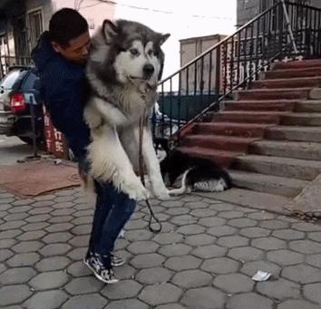 给阿拉斯加养个什么同伴比较好,给你100个养狗理由