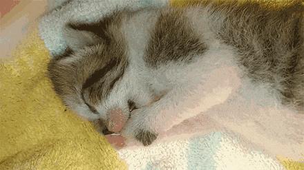 猫会像人一样做梦吗,猫老是做梦