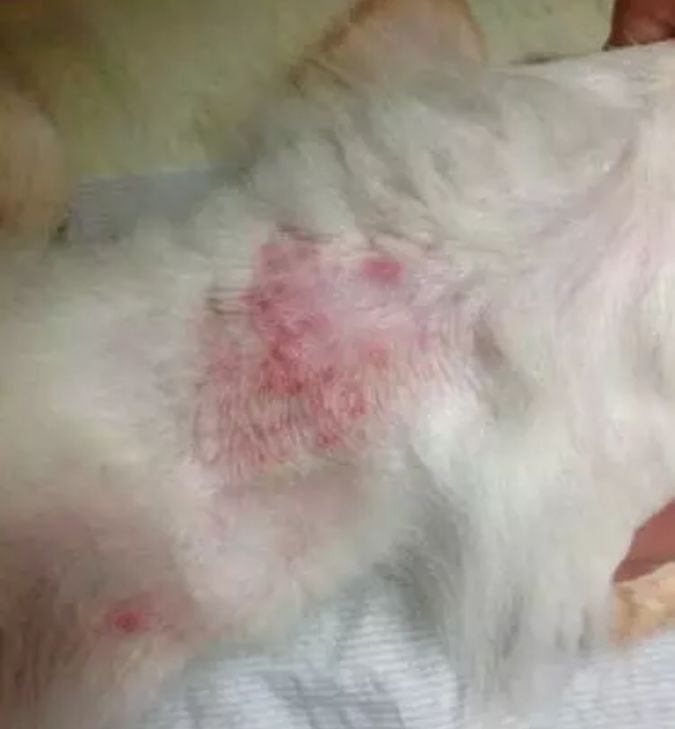 福懋动物医院:猫咪皮肤病不难治,看了这篇你就懂了