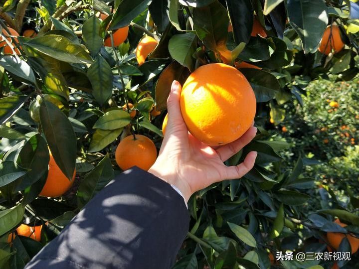 农民想要靠种地赚钱可能吗,在农村想创业做什么最好暴利