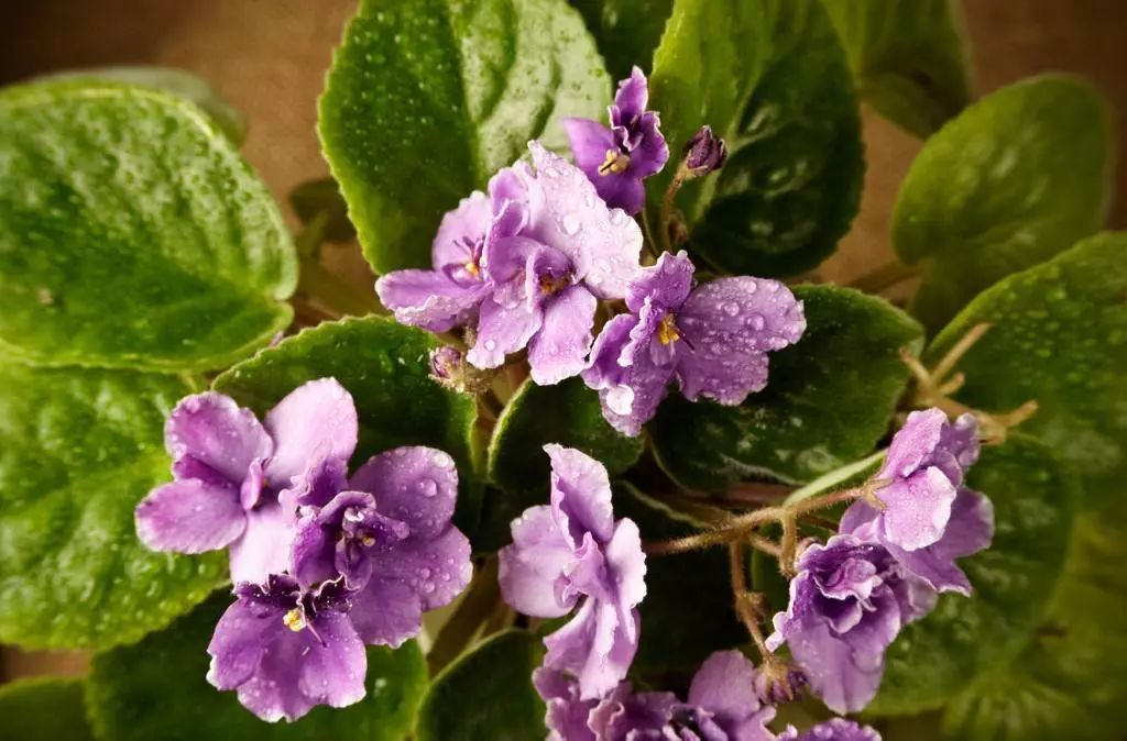 非洲紫罗兰，兼具高贵与易养，稍用心即爆盆