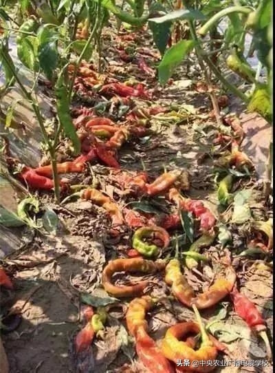 辣椒19种病害谱及防治方法,大棚辣椒种植病害防治方法