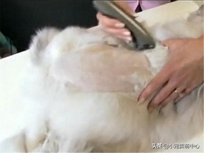 国外女性给自己的猫毛做造型,波斯猫手提包