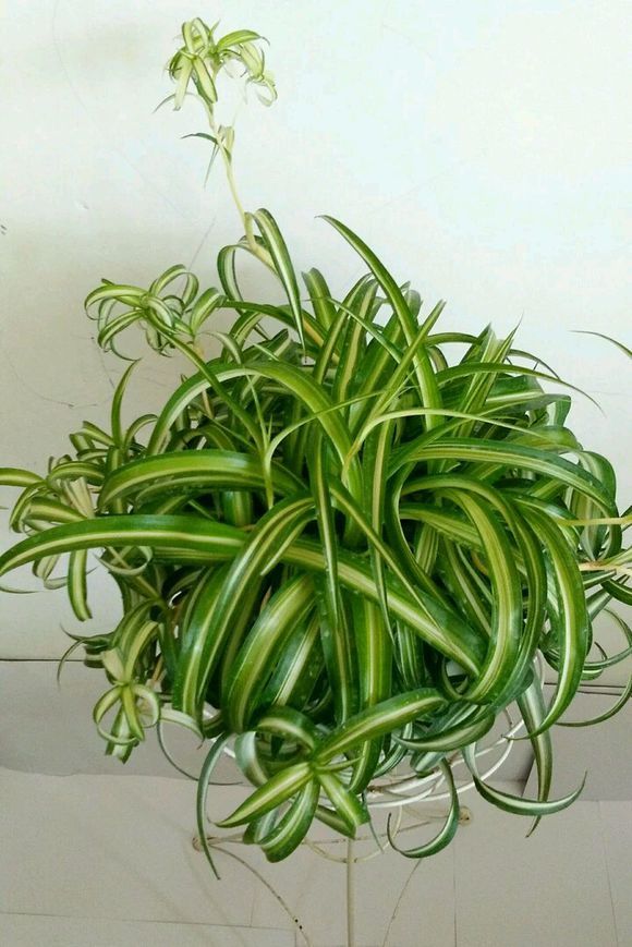 有一种很贵的吊兰,吊兰最贵的多少钱一株