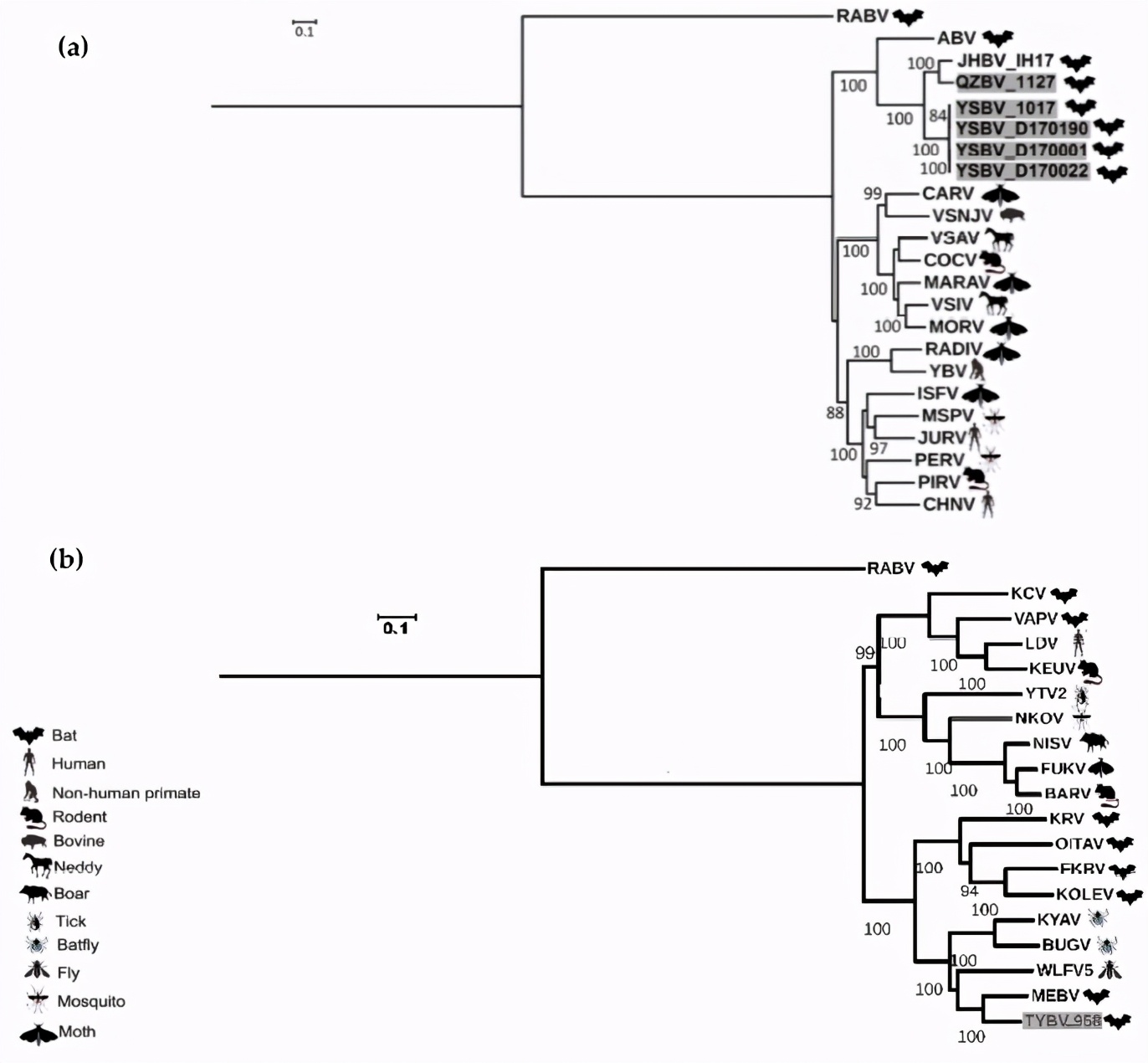 鐭虫涓界爺绌惰潤铦犵梾鍘熶綋,铦欒潬鐥呮瘨鏍锋湰璇曢獙