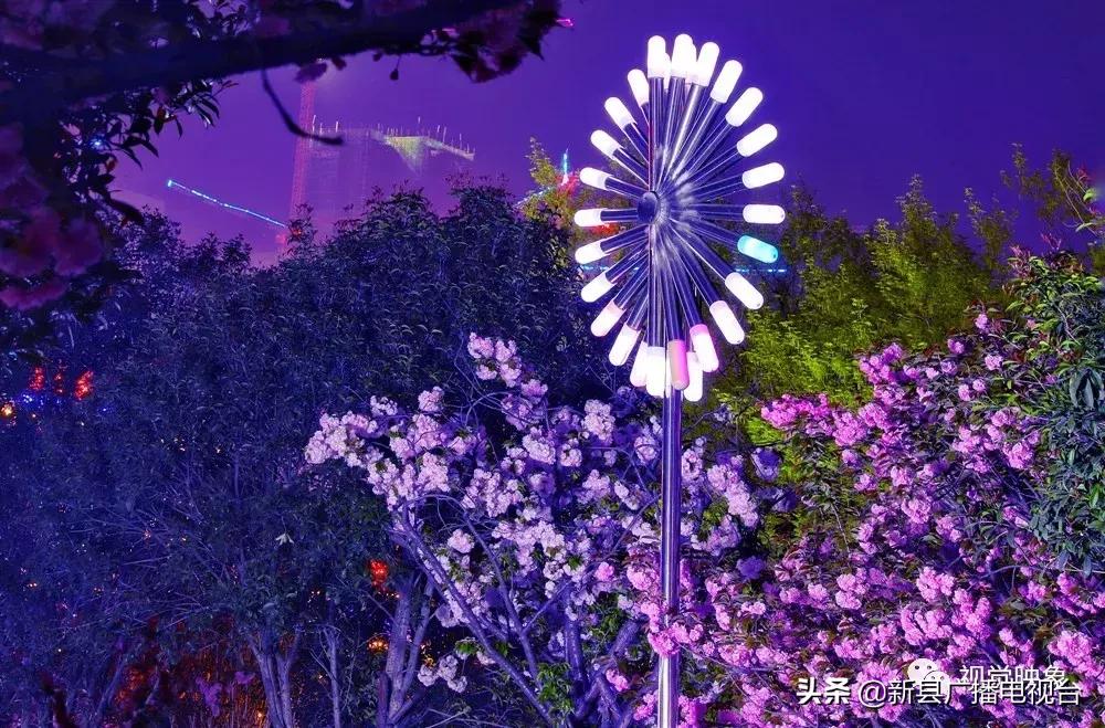 夜樱之魅——河南·新县