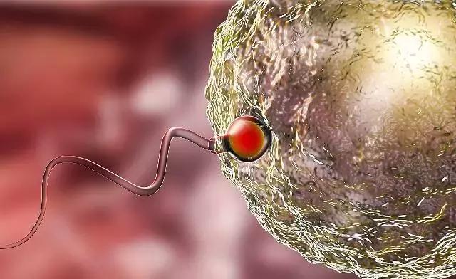 “精子”进入女人体内没受精，去哪儿了？或许看完就明白了