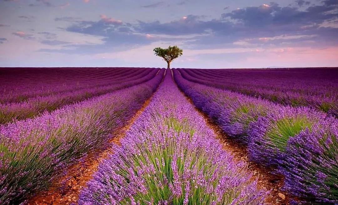 怎样拍好薰衣草照,如何拍紫色薰衣草