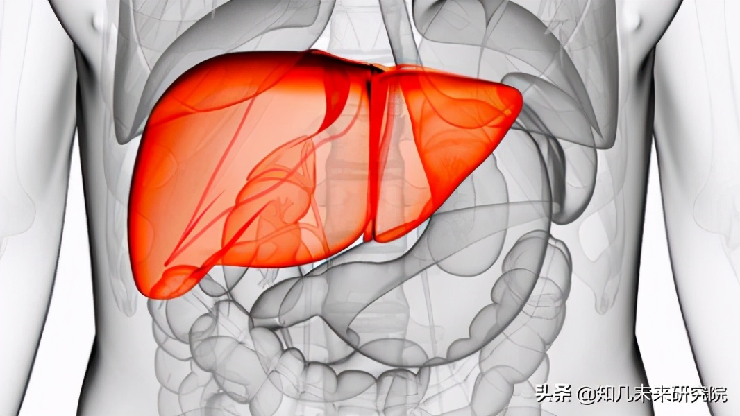 护肝解酒益生菌,益生菌可以解酒护肝吗