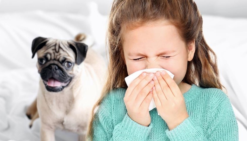 孩子对狗毛过敏还能继续养狗吗,孩子对狗过敏但还想养怎么办