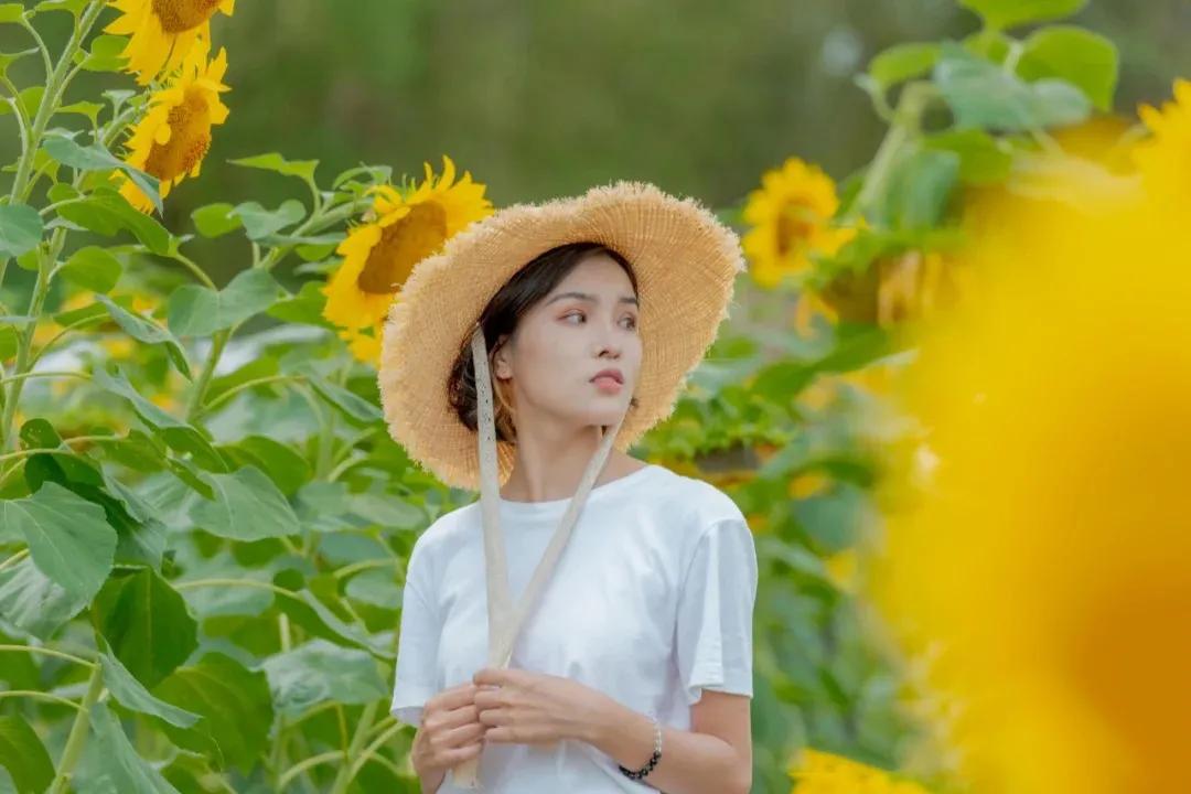 向日葵花海景点成都双流,双流周边向日葵景区在哪里