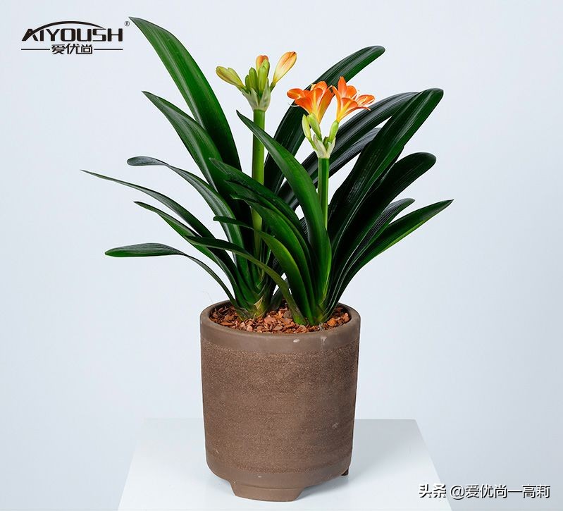 完美搭配,背阴阳台咱们也可以打造一个花园!