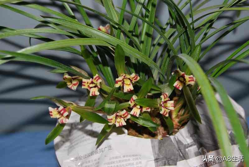 中国兰花名品录,春兰兰花名品大全