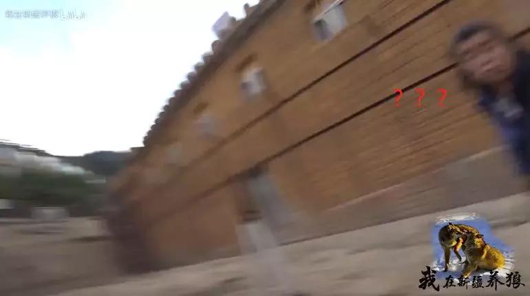 养狼20年养成二哈,养狼养二哈