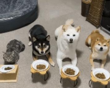 女子买了一只猫咪，和3只狗狗放在一起养，竟发现它逐渐狗化了