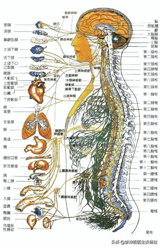李坤明医生视频完整版,胸椎引起的病有哪几种
