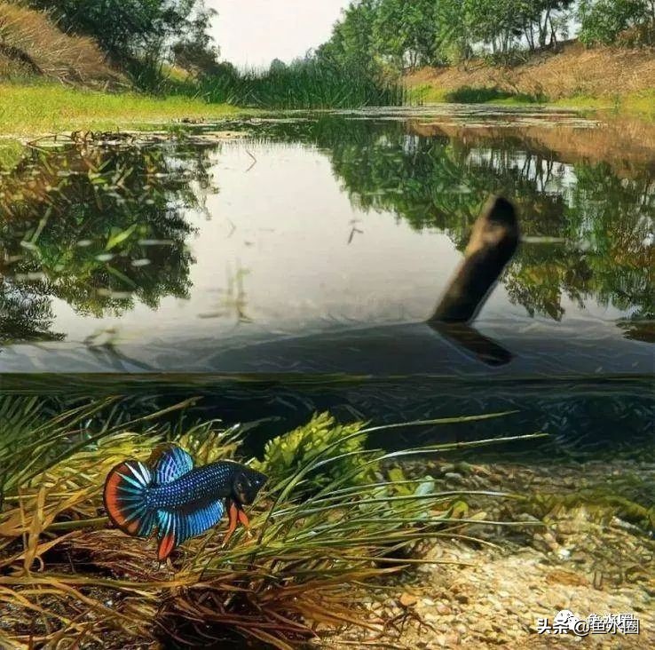 泰国斗鱼和中国斗鱼的杂交品种,中国斗鱼与泰国斗鱼哪个更厉害