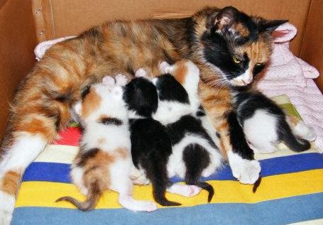 堵奶疼得很可以热敷吗,宝妈堵奶冷敷好还是热敷好