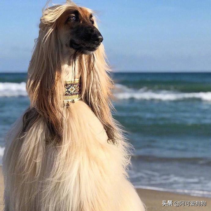 阿富汗猎犬为什么智商最低,阿富汗猎犬为什么智商低