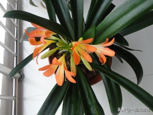 君子兰不开花这样养一年能开两茬,秋养君子兰三点养护到位花箭狂抽