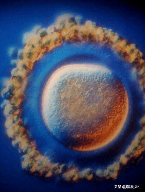 将光导管与内窥镜相机连接，向全世界展示了人类生命诞生的奥妙