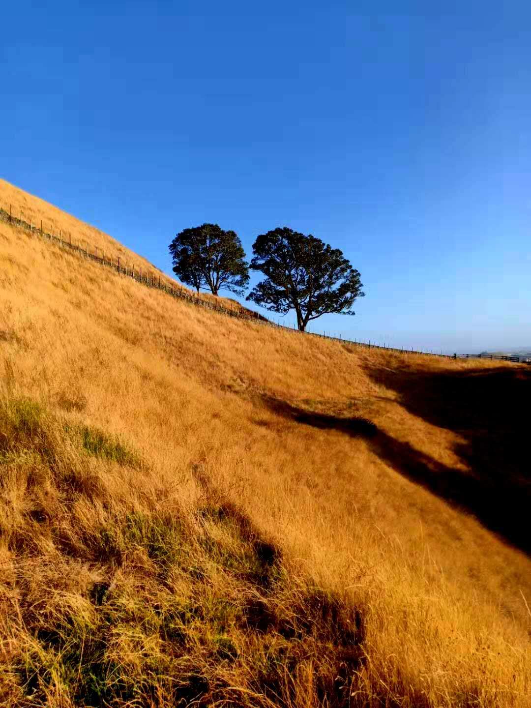 一树山,我的精神家园