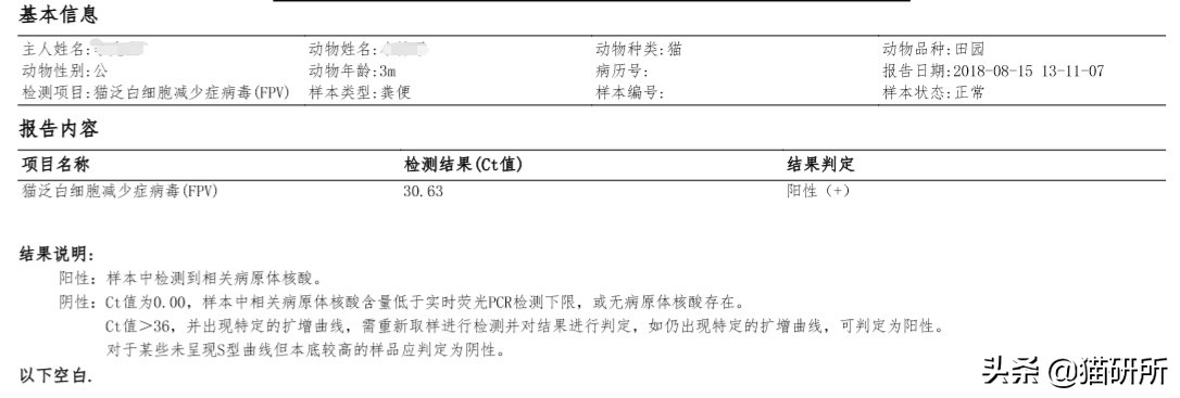 专业宠医答疑：新猫进家前必做的6项体检，万万不可少！