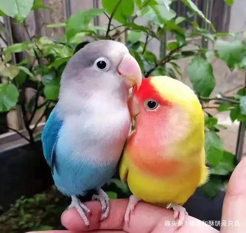 牡丹鹦鹉到底有多少种,可以饲养的牡丹鹦鹉有什么品种