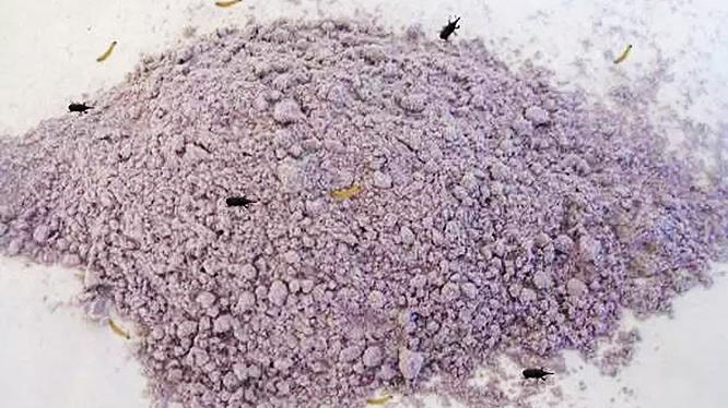 米面如何不起虫子,米面里生虫子该怎么处理