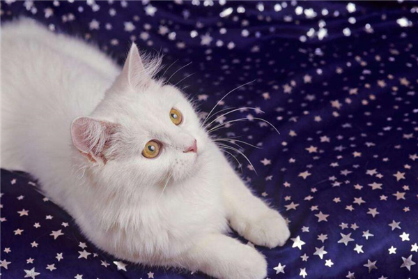 安哥拉吃什么食物,安哥拉猫爱吃什么