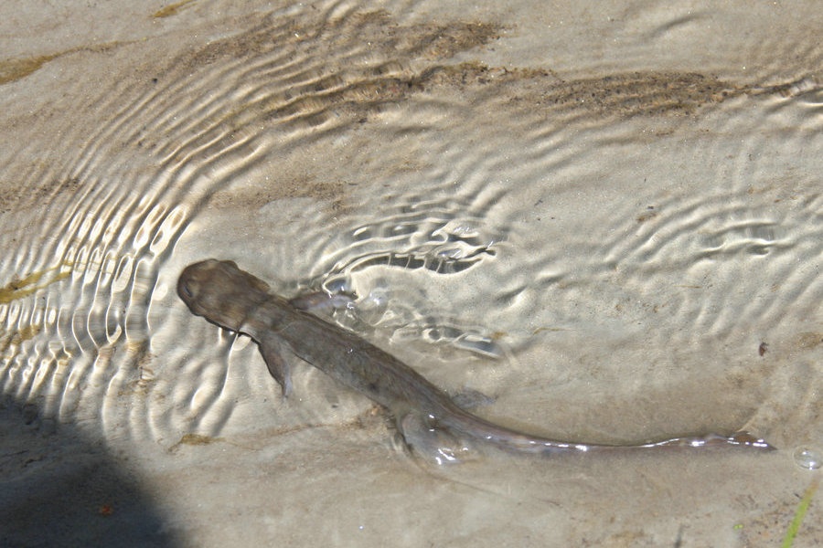 米亚罗-大美理礼县