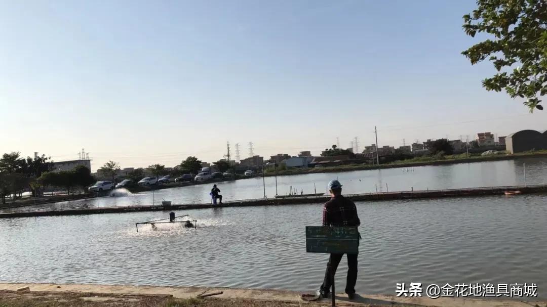 金花钓场,金花地钓鱼门票