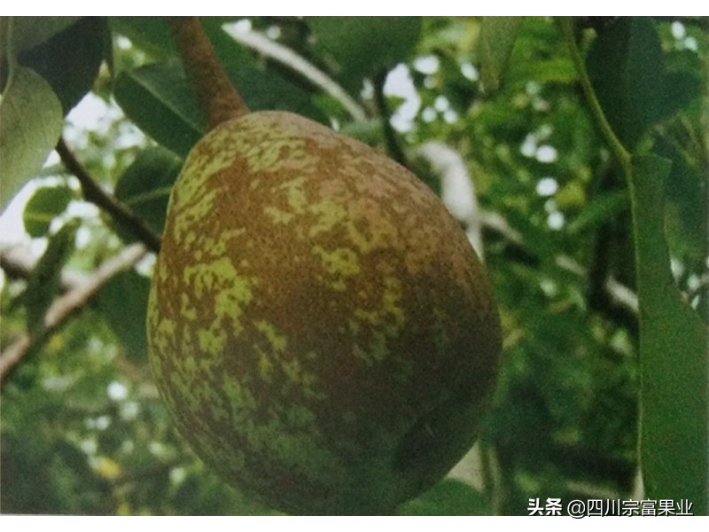 梨子果子长疙瘩打什么药,梨果面上有锈怎样治疗