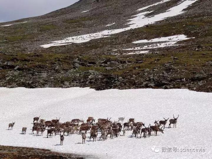 怎么分辨马鹿和梅花鹿尾巴,如何区分驼鹿麋鹿马鹿