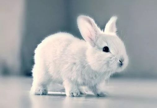 兔子脱毛如何治疗,兔子秃了一块怎么回事