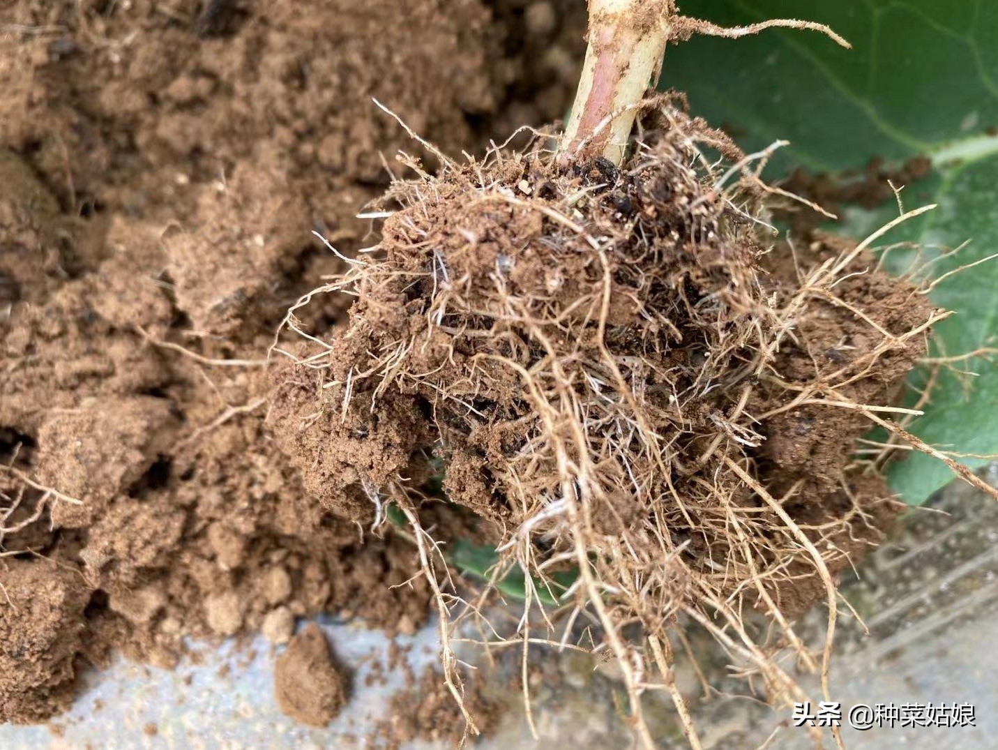 大棚种菜老是死苗是什么原因,阳台种菜为啥老是死苗