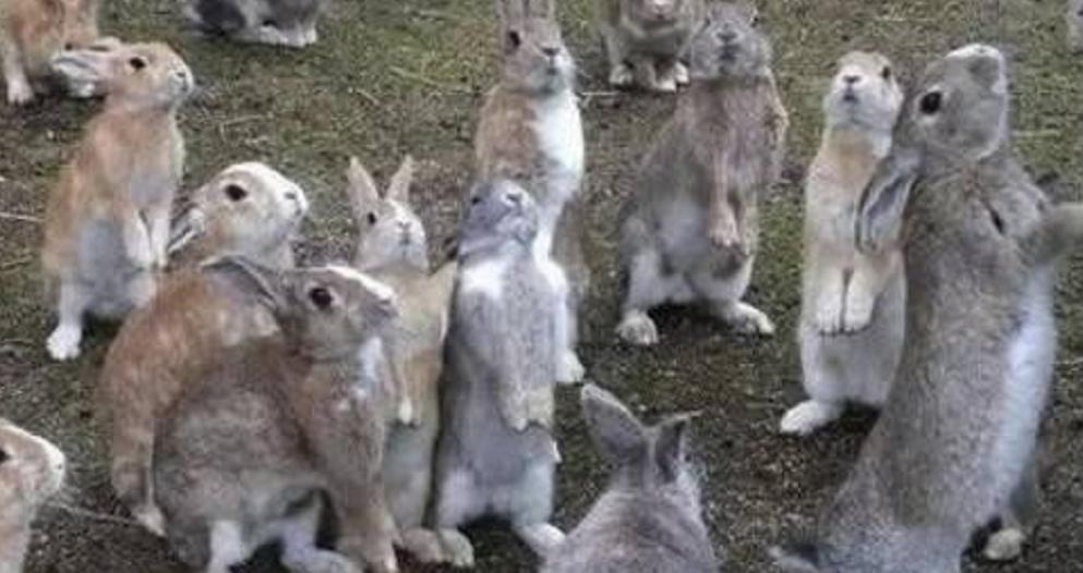 澳大利亚兔子成灾是怎么解决的,澳大利亚兔子成灾老梁纪录片