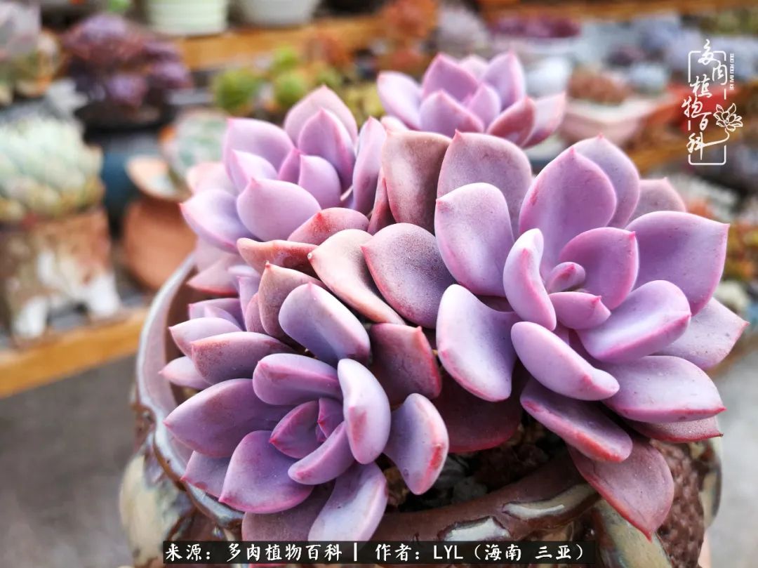 养多肉一年花了3万,养多肉一千多盆