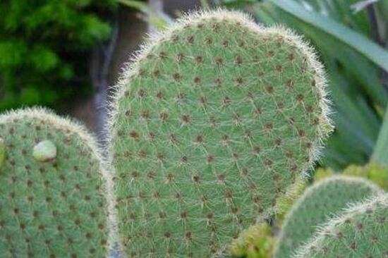 仙人掌有毒吗会不会咬人,带刺的仙人掌有毒吗能放卧室吗