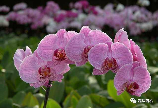 中国各大城市市花介绍,全国56市市花太美了的视频