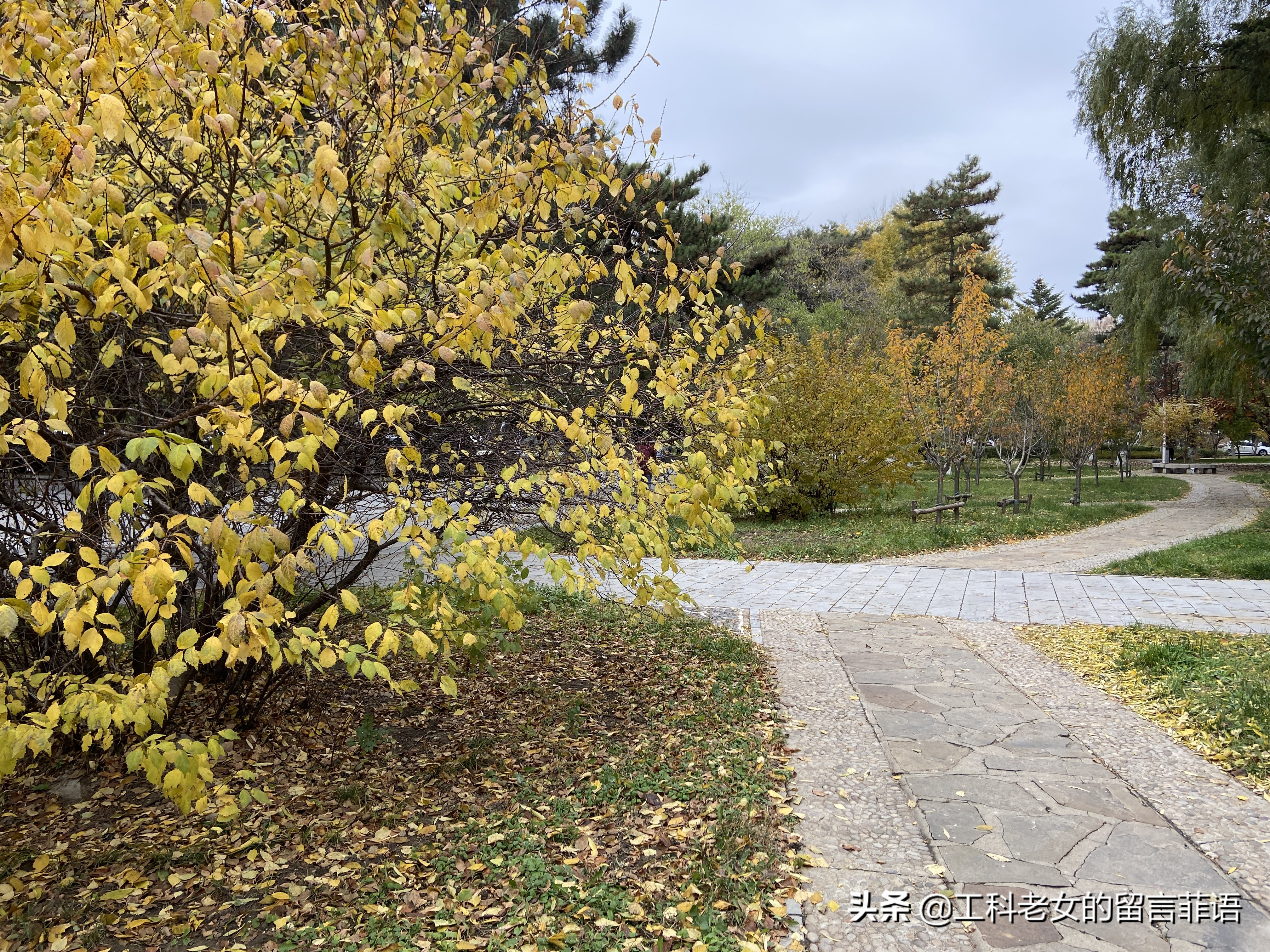 沈阳看秋叶好去处,沈阳秋叶