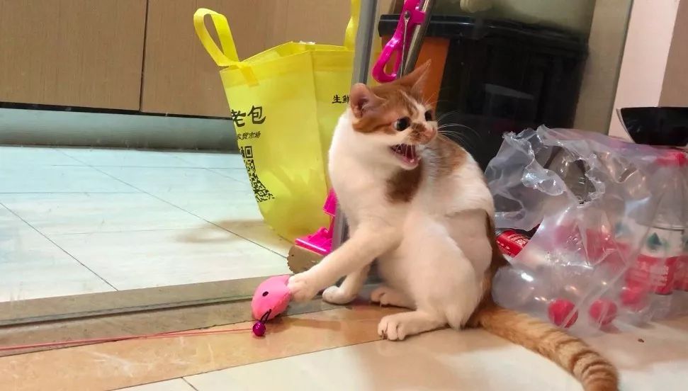 猫咪老是咬人能不能把它牙齿磨平,猫咪爱咬人怎么快速解决