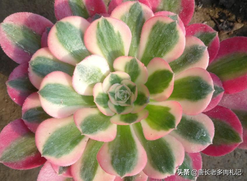 粉女巫和美杜莎法师哪个容易养,多肉法师红女巫和粉女巫区别