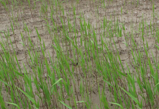 《说文解字》第105课：如何准确理解“蒹葭苍苍”？