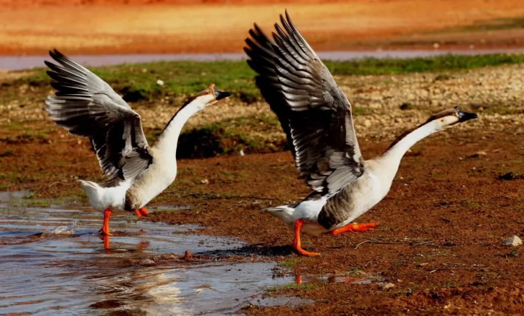 怎么训练乱弹营销策略呢,营销三十六计经典案例