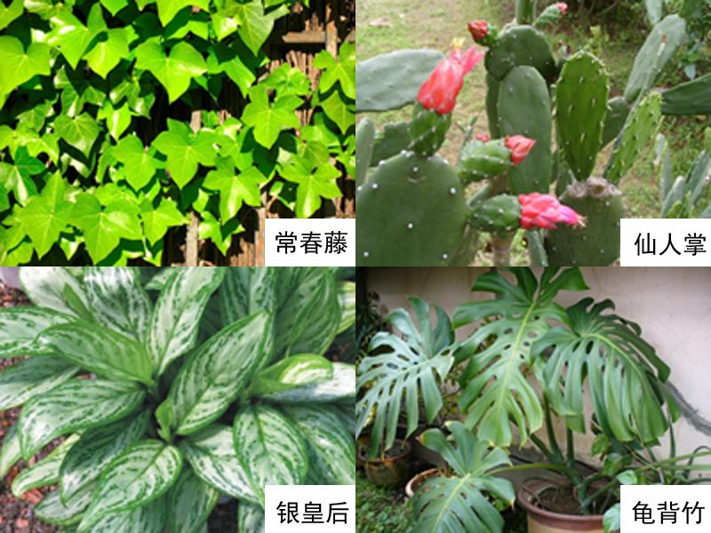 哪些绿植适合放在室内净化空气,空气净化器和绿植哪个净化效果好